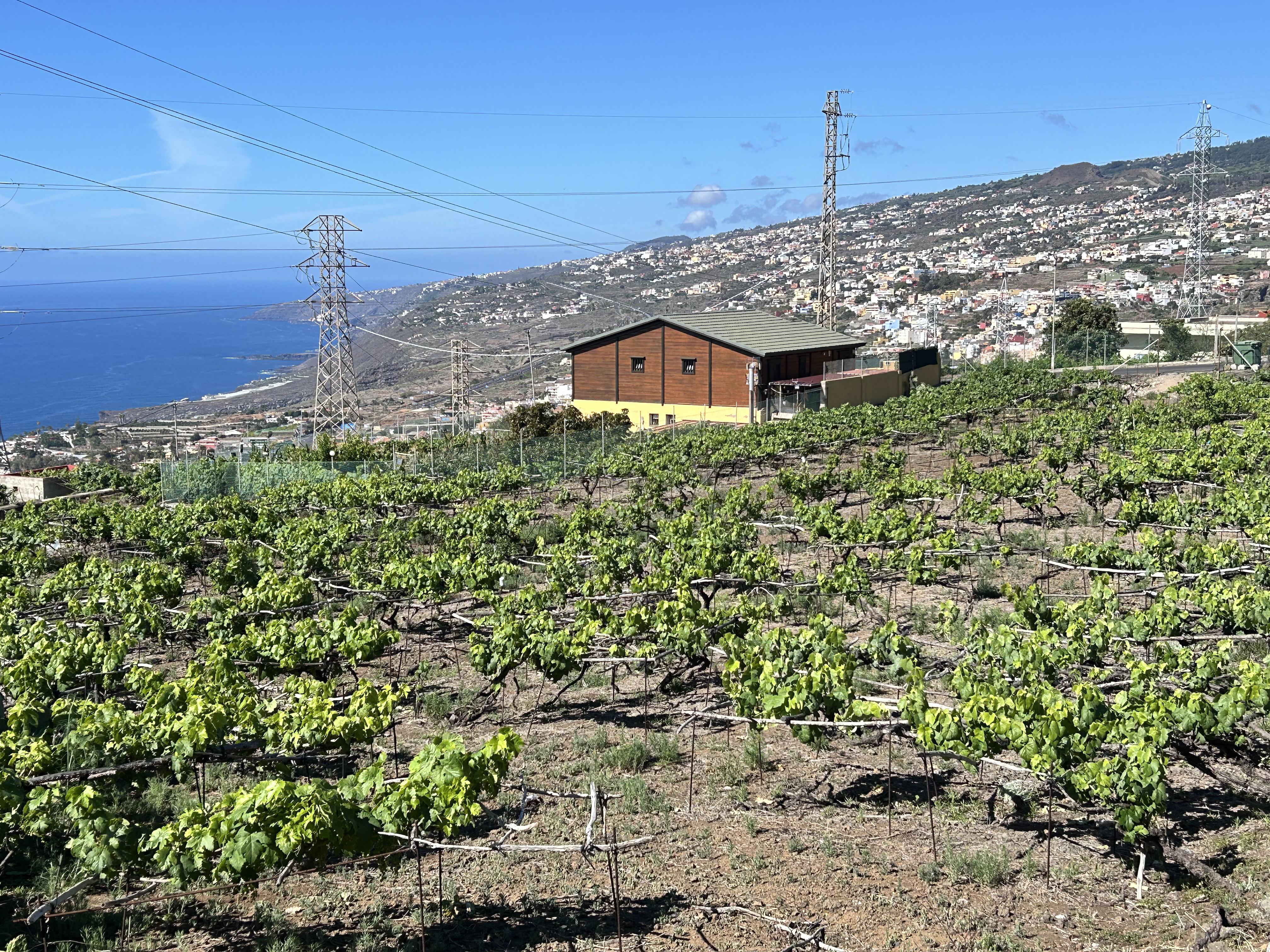 Más de treinta agricultores de Santa Úrsula se benefician de una ayuda destinada a paliar los costes de su actividad
