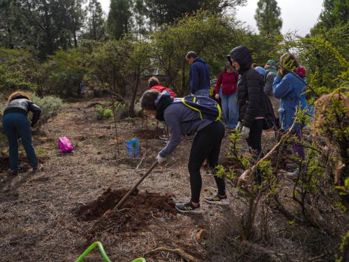 El Cabildo de Gran Canaria celebra el LVI Día del Árbol en la Montaña del Capitán